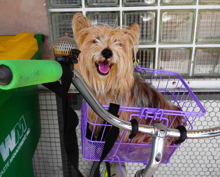 Experience the weird, offbeat and funky Key West!