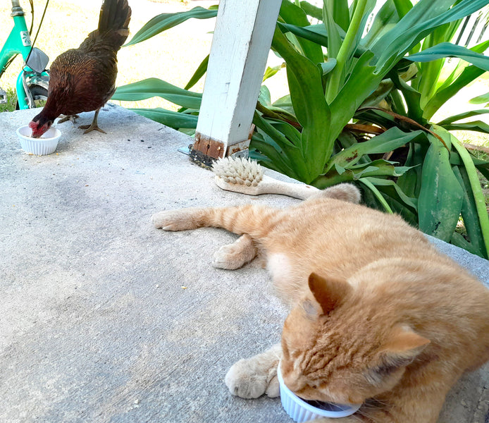 Ode to a Key West Feral Chicken
