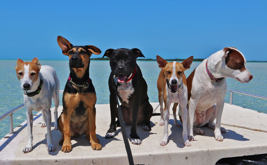 This is a story about a dog named Augie.