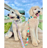 Valencia Martingale Dog Collar