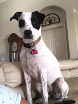 La Te Da  Lime Personalized Dog Collar