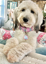 Anchors Pink & Aqua Personalized Martingale