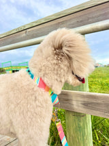 Seafoam & Coral Stripes Personalized Dog Collar