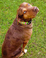 Passion Flower Yellow Dog Collar