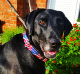 American Flag Personalized Dog Collar