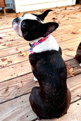 American Flag Personalized Dog Collar