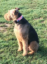 American Flag Personalized Dog Collar