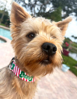Bones & Stripes Christmas Dog Collar Personalized