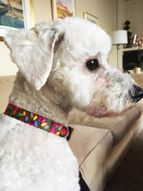 Christmas Lights Personalized Dog Collar