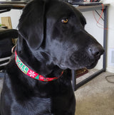 Christmas Trees and Snowflakes Red Personalized Dog Collar