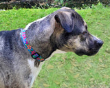 Frangipani Turquiose Personalized Dog Collar