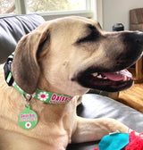 Daisy with Pink and Lime Personalized Dog Collar