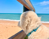 Whale Shark Fish Skin Pattern Martingale Dog Collar