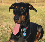"Juicy Dog" Watermelon Dog Collar