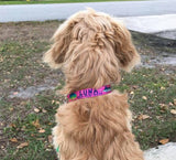 Mahi, Marlin and Sailfish Personalized Dog Collar Pink