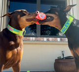 Signature-Autograph Personalized Dog Collar Lime Green