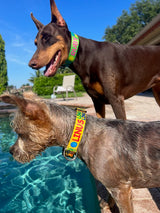 Signature-Autograph Personalized Dog Collar Lime Green