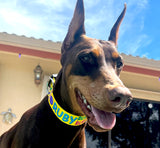 Signature-Autograph Personalized Dog Collar Tropical Yellow