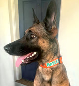 Team Colors Autograph Personalized Dog Collar