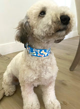 Turquoise Signature Bones Personalized Dog Collar