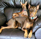 Colorful Hibiscus Teal Personalized Dog Collar