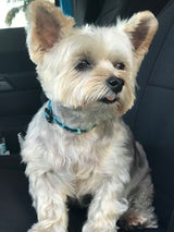 Jeeps Off-Road Blue Personalized Dog Collar