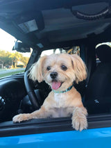 Jeeps Off-Road Blue Personalized Dog Collar