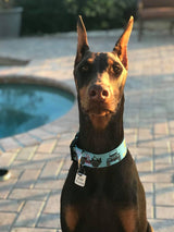 Jeeps Off-Road Blue Personalized Dog Collar