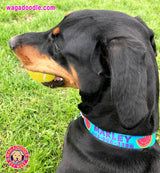Watermelon Personalized Dog Collar