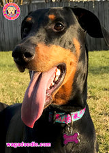 La Te Da on Turquoise Dog Collar