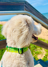 Mahi Dolphin Fish Skin Personalized Dog Collar