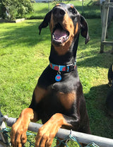 Watermelon Personalized Dog Collar
