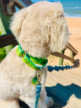 Mahi Flash Martingale Dog Collar