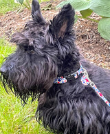Star Spangled Personalized Dog Collar