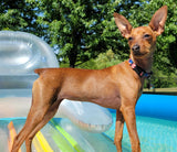 American Flag Personalized Dog Collar