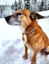Hibiscus & Palm Fronds Red Personalized Dog Collar