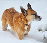 Hibiscus & Palm Fronds Red Personalized Dog Collar