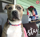 American Flag Personalized Dog Collar