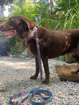 Frangipani Turquoise Martingale