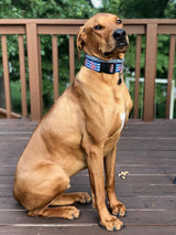 Anchors Red, White & Blue Personalized Dog Collar