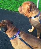 Conch Republic Blue Personalized Martingale Dog Collar