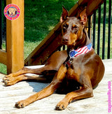 American Flag Personalized Dog Collar