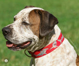 Great White Shark & Tiger Sharks on Red Personalized