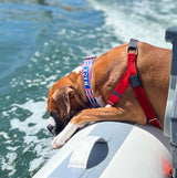 Anchors Red, White & Blue Personalized Dog Collar