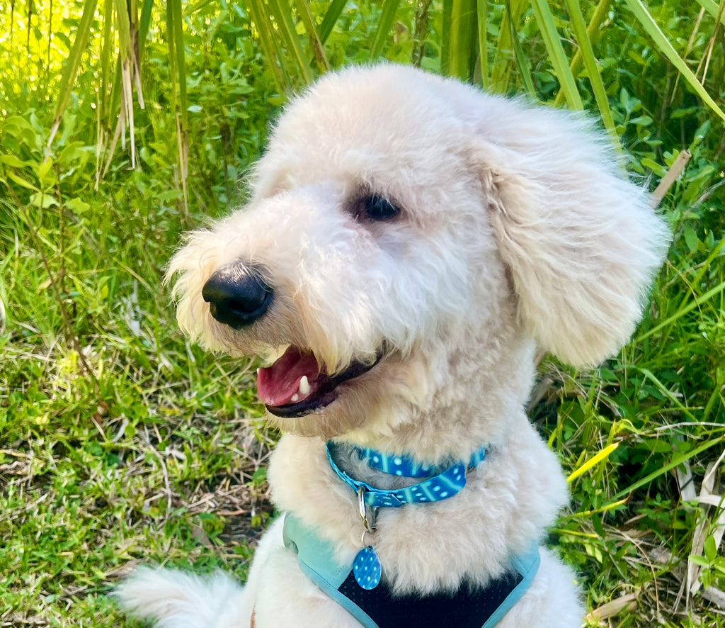 Whale Shark Fish Skin Pattern Martingale Dog Collar