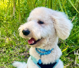 Whale Shark Fish Skin Pattern Martingale Dog Collar