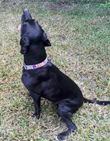 Peace, Love & Hippie Personalized Dog Collar