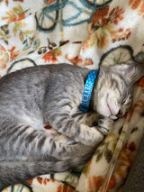 Mermaid Scales Teal Personalized Dog Collar