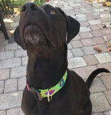 Om with Sacred Lily Blue/Green Personalized Dog Collar