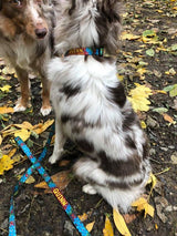 Plumeria Blue on Burgundy Personalized Dog Collar
